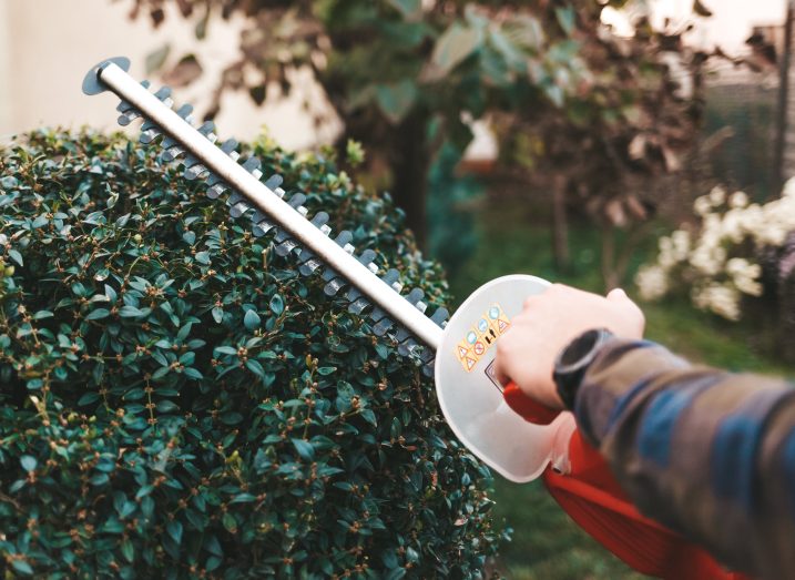 Man Trimming Hedges